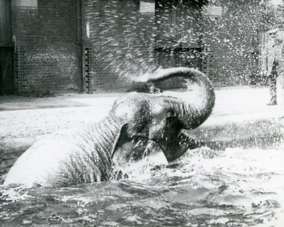 Indiarani Bathing in Her Pool, London Zoo, August 1923 by Frederick William Bond